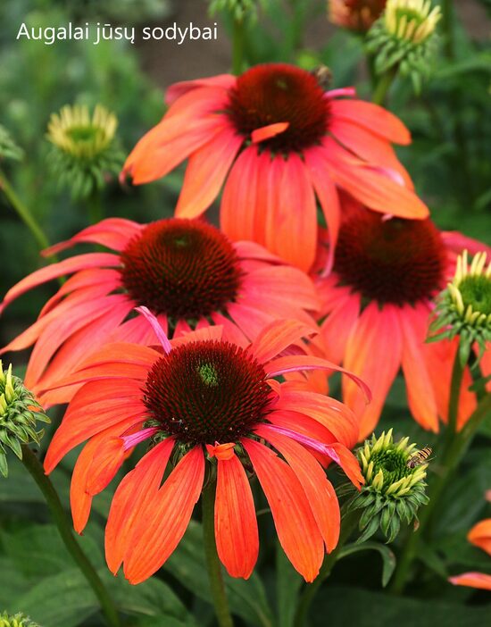 Ežiuolė (Echinacea) 'Big Sky Sundown'